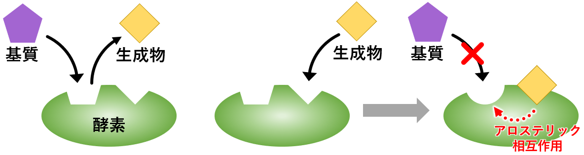 単純タンパク質